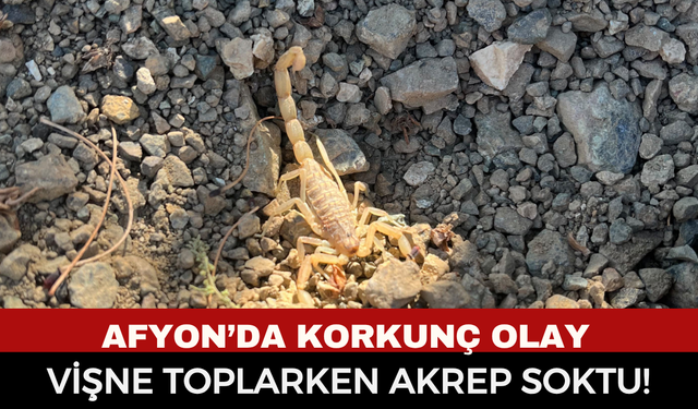 Şuhut’ta Vişne Hasadı Sırasında Korkutan Olay: Akrebin Soktuğu İşçi Hastaneye Kaldırıldı