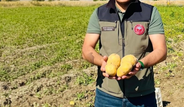Dinar’da Hasat Sezonu Başladı: Meşhur Çölovası Patatesinde İlk Sökümler Yüzleri Güldürdü!
