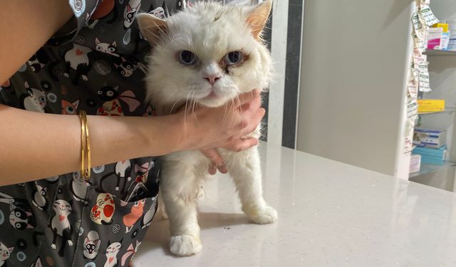 Kediniz ya da köpeğiniz varsa tatile çıkmadan önce mutlaka okuyun!