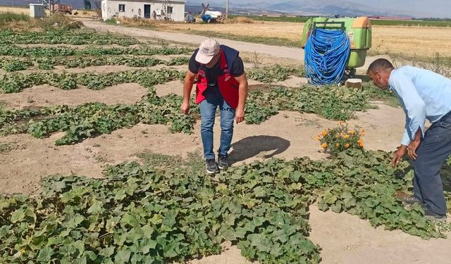 Afyonkarahisar Çay'da Tarımsal Rekolte Tespiti ve Saha Çalışmaları Hız Kesmeden Sürüyor