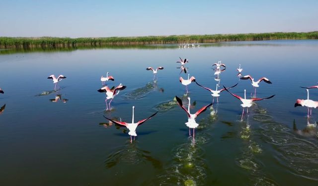 Afyonkarahisar'ın doğal cennetinde pembe mola: Flamingolar Eber Gölü'nü mesken tuttu