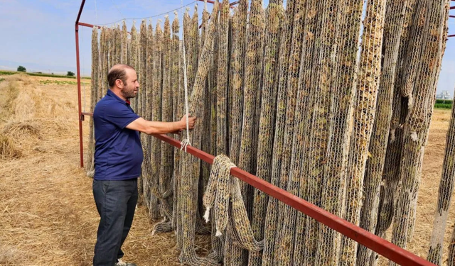Başmakçı’da tütün üreticilerine tarla taraması: Hastalık ve zararlılar kontrol edildi
