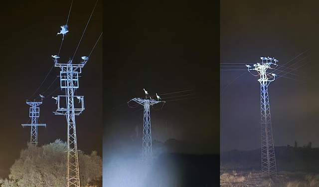 Afyonkarahisar’da leyleklerin göç yolculuğu bazı bölgeleri elektriksiz bıraktı