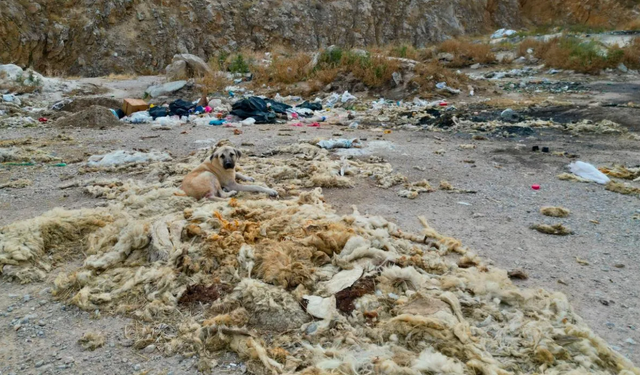 Bolvadin’de eski kum ocağı çöplüğe döndü: Ağır koku bölgeyi sardı!