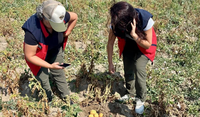 Afyonkarahisar’da patates tarlalarında sıkı denetim