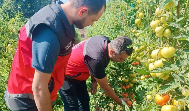 Başmakçı ve Sultandağı’nda sebze tarlalarında hastalık alarmına karşı kontrol