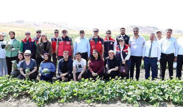 Afyon'da kornişon hasadı başladı: Gönüllü gençler üretim sürecine katıldı