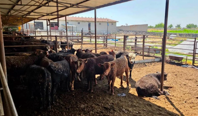 Afyonkarahisar'da besi işletmelerine yakın takip: İthal sığırlar denetimden geçirildi