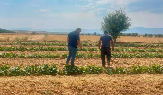 Dazkırı’da barbunya ve tütün üretimi mercek altında