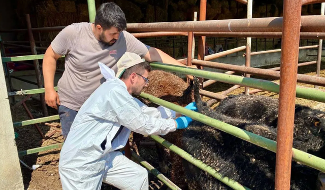 Afyon'da stajyerlere sahada uygulamalı eğitim: Besilik hayvanlarda sağlık denetimi sürüyor