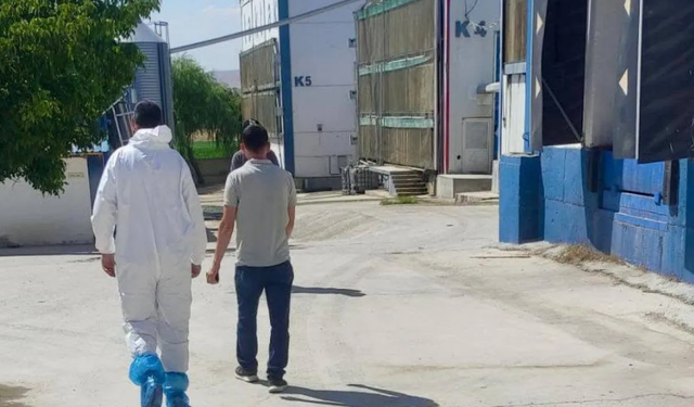 Bolvadin’de kanatlı hayvan işletmeleri mercek altında