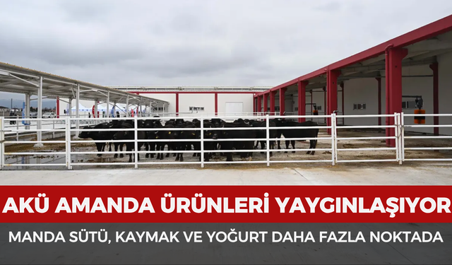 AKÜ AMANDA ürünleri yaygınlaşıyor: Manda sütü, kaymak ve yoğurt daha fazla noktada