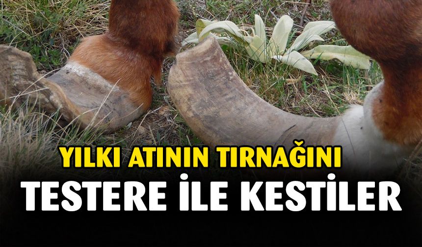 Yılkı atının tırnağını dağda testere ile kestiler