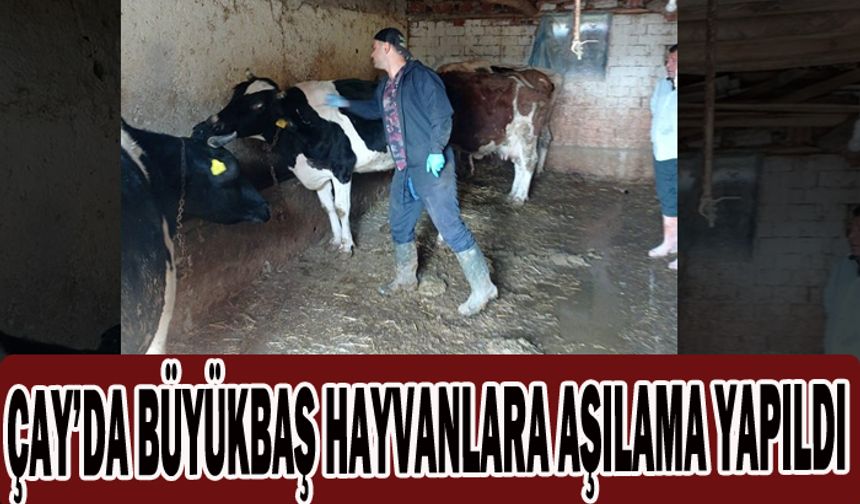 ÇAY’DA BÜYÜKBAŞ HAYVANLARA AŞILAMA YAPILDI