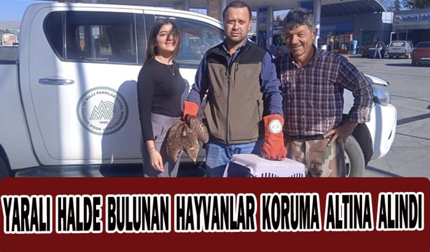 Yaralı halde bulunan hayvanlar koruma altına alındı