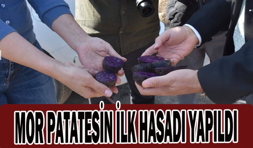 MOR PATATESİN İLK HASADI YAPILDI