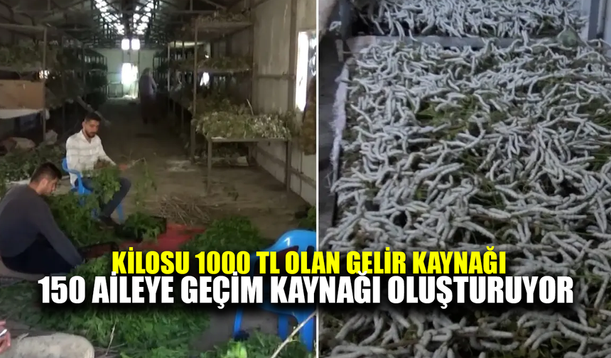 Kilosu 1000 TL olan geçim kaynağı