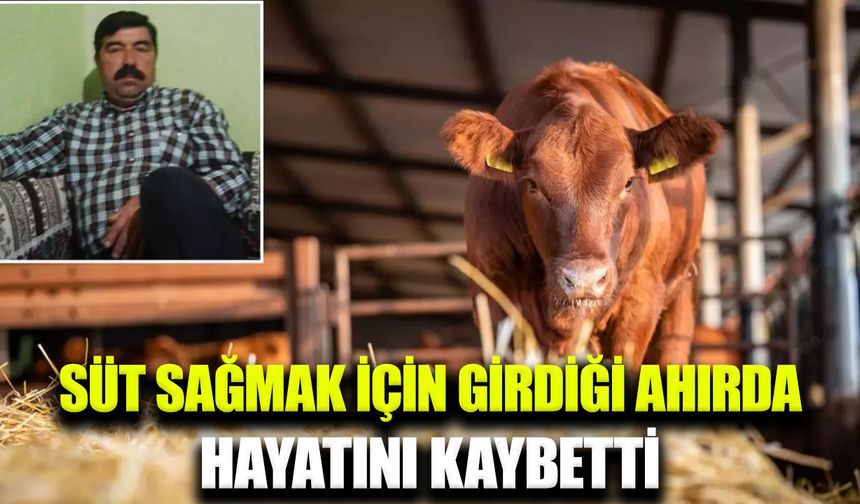 Süt sağmak için girdiği ahırda hayatını kaybetti