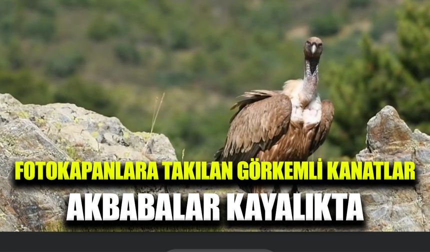 Akdağ Tabiat Parkı’nda akbaba görüntüleri sosyal medyada ilgi odağı oldu