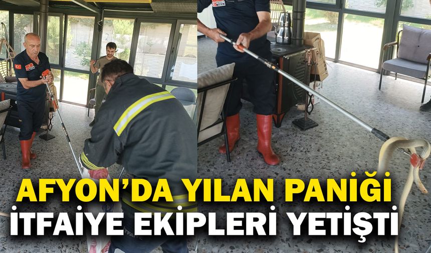 Afyonkarahisar’da yılan paniği