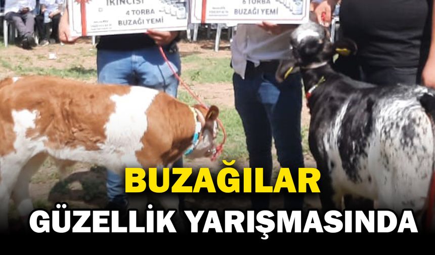 Festivalde en güzel kuzu ve buzağı seçildi