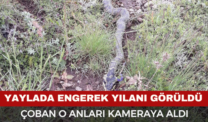 Yaylada Engerek Yılanı Görüldü...