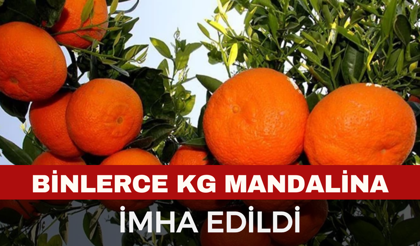 Zirai İlaç Kalıntısı Bulunan 6 Bin 100 Kilogram Mandalina İmha Edildi