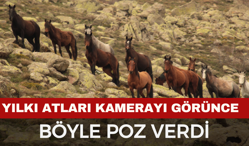Afyonkarahisar'da yılkı atları görüntülendi