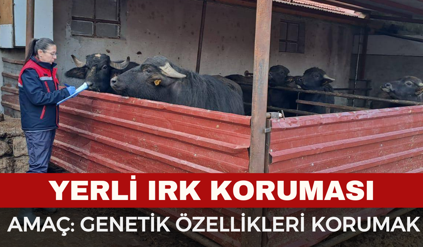Afyonkarahisar’da Yerli Irk Koruması