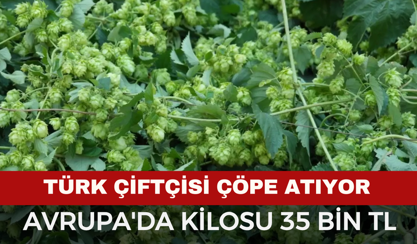 Türk Çiftçisi Tarlada Bırakıyor, Avrupa'da Kilosu 35 Bin TL’den Satılıyor