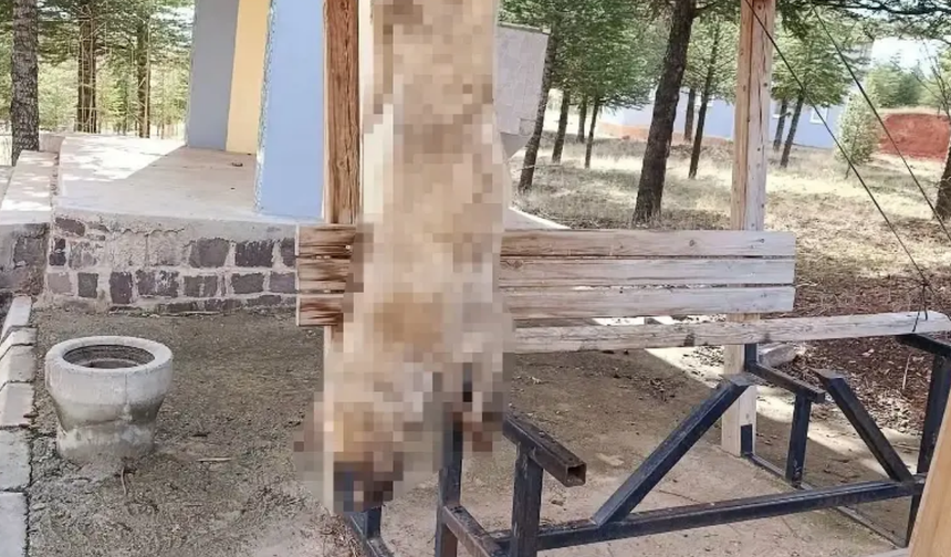 Bolvadin'deki Köpek Katliamında Yeni Gelişme