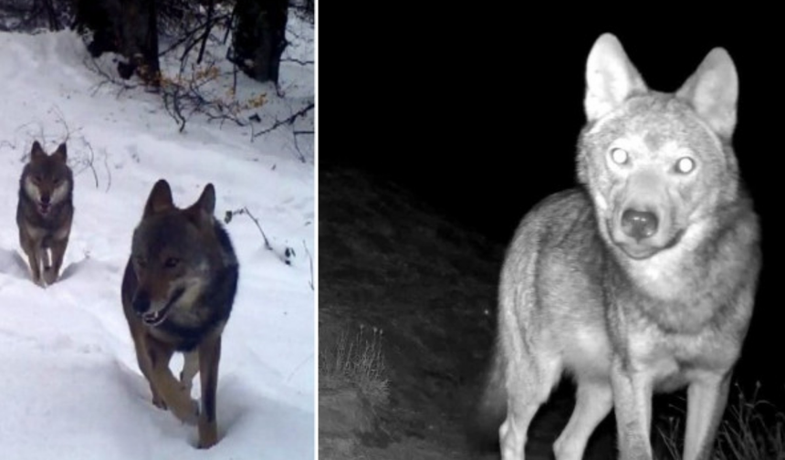 Köye İnen Kurt Koyunları Telef Etti,  2,5 Saatte 200 Koyunu Gitti