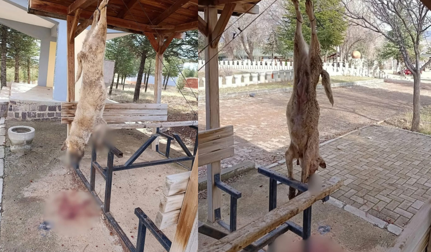Afyon'da Köpeğe İşkence Edip Parka Astılar