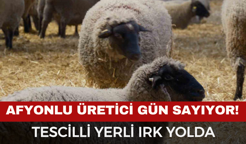 Ege'nin Koyun Üssü Afyonkarahisar’a Müjde: Yeni Etçil Irk "Bandırma Koyunu" Tescil Yolunda!