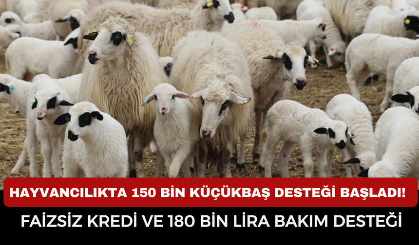 Hayvancılıkta 150 Bin Küçükbaş Desteği Başladı! Faizsiz Kredi Ve 180 Bin Lira Bakım Desteği