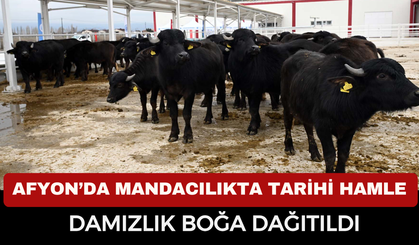 Afyon’da Mandacılıkta Tarihi Hamle, Manda Dağıtıldı