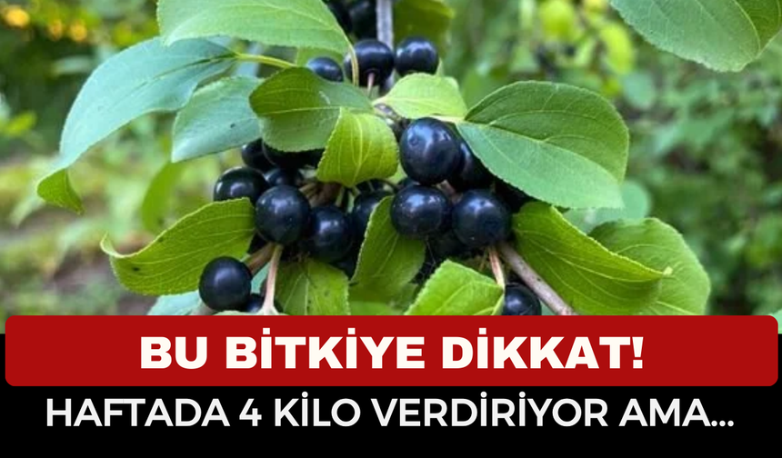 Acı Çehre Nedir, Ne İçin Kullanılır, Faydaları ve Zararları Nelerdir? Doğal Zayıflatıcı mı, Gizli Tehlike mi?