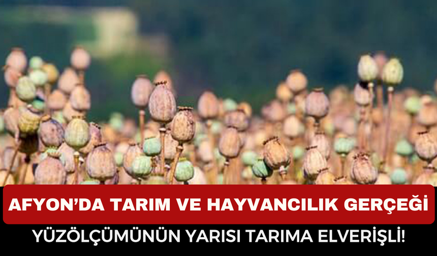 Afyonkarahisar’da Tarım Ve Hayvancılık Gerçeği: Yüzölçümünün Yarısı Tarıma Elverişli!