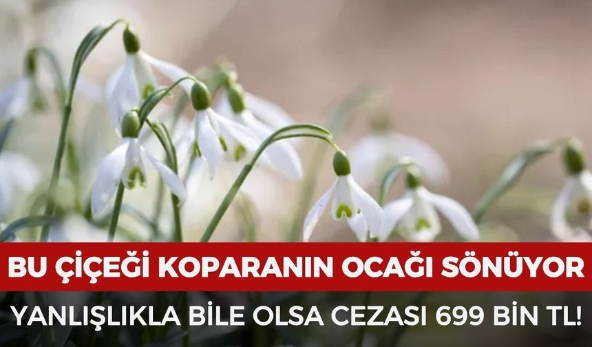 Bu çiçeği yanlışlıkla bile koparan yandı! Cezası 699 bin TL