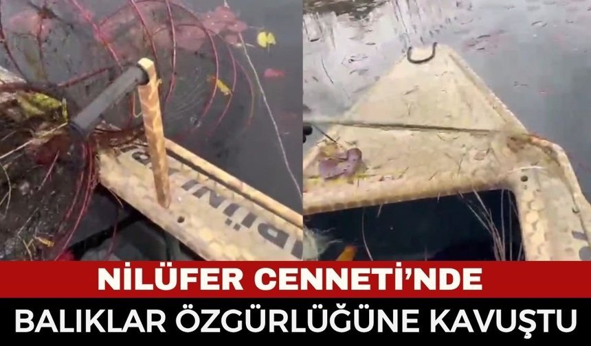 Nilüfer Cenneti’nde Nefes Kesen Denetim: Yakalanan Balıklar Özgürlüğüne Kavuştu