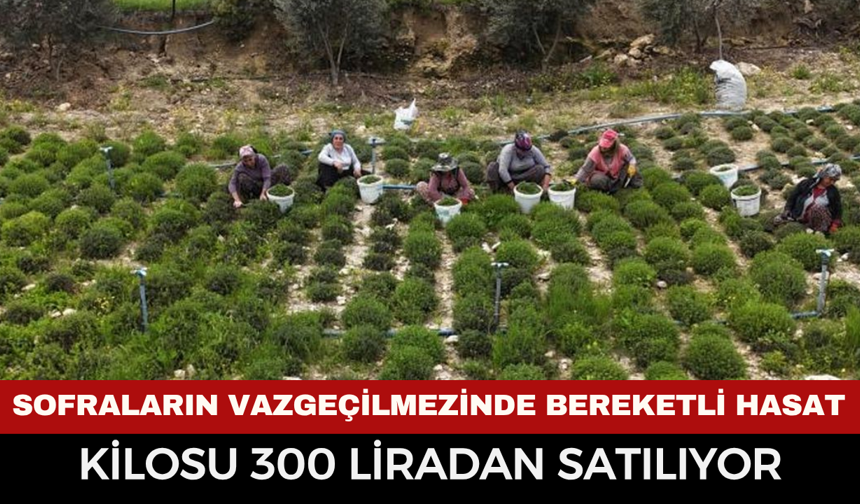 Sofraların Vazgeçilmezinde Bereketli Hasat: Kilosu 300 Liradan Satılıyor