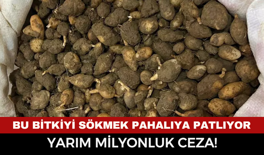 Bu Bitkiyi Sökmek Pahalıya Patlıyor: Yarım Milyonluk Ceza!