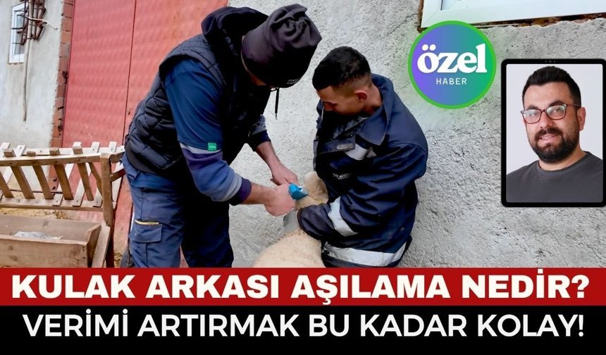 Afyonlu Üreticiden Kuzulama Rekoru! Hayvancılıkta Kulak Arkası Aşılama Nedir, Verimi Nasıl Artırır?