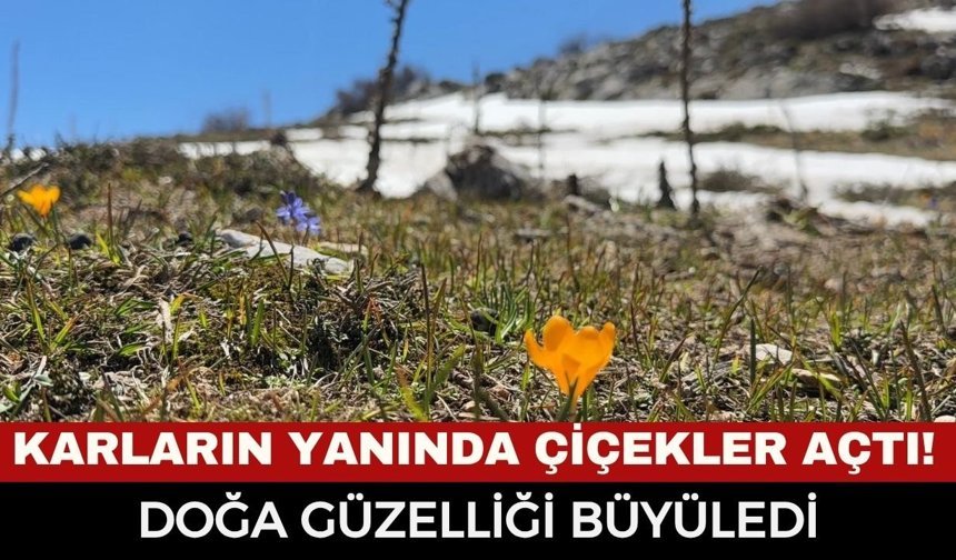 Afyonkarahisar’da İki Mevsim Bir Arada: Karların Yanında Çiçekler Açtı!