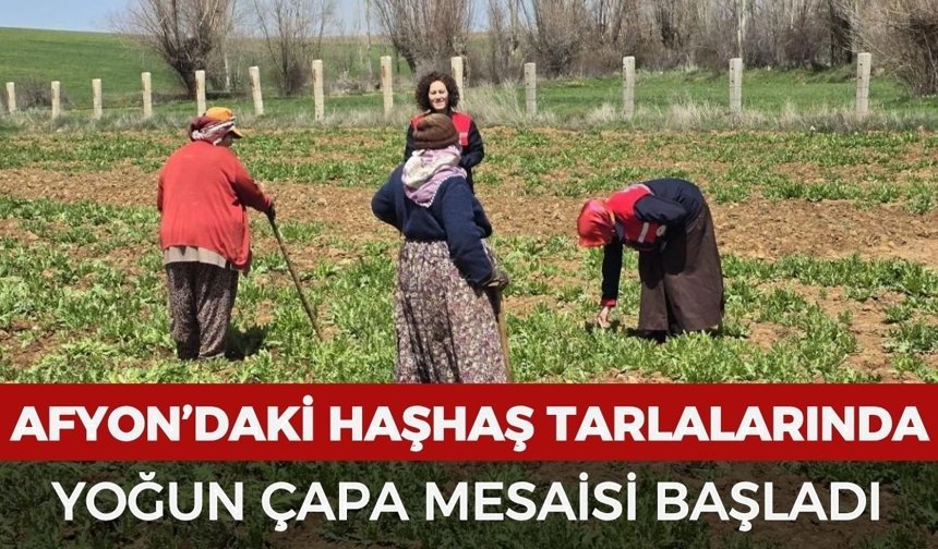 Afyonkarahisar’daki haşhaş tarlalarında yoğun mesai başladı