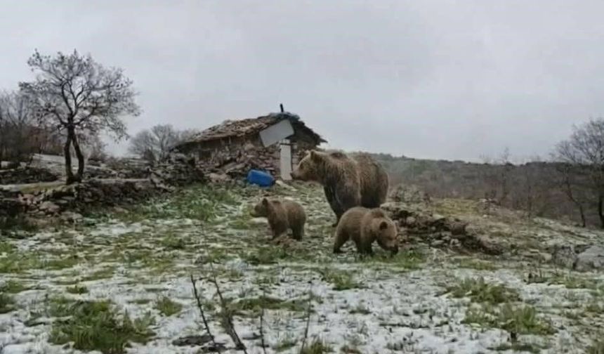 Afyon'un Komşusunda Yaylaya İnen Anne Ayı Ve Yavruları Korku Saldı!