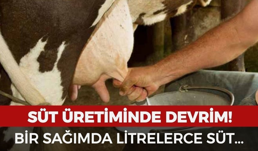 Süt üretiminde devrim niteliğinde yenilik: Bir sağımda litrelerce süt!