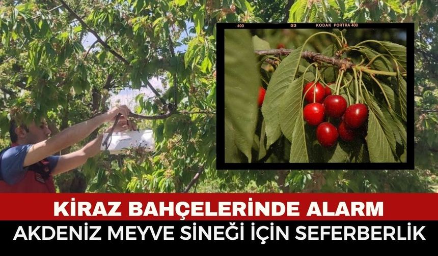 Afyon Tarım ve Orman Müdürlüğü Dünyaca Ünlü Kirazlar İçin Harekete Geçti