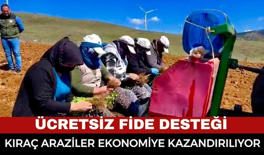 Dinar’da Atıl Araziler Kekik Kokacak: Kıraç Topraklar Ücretsiz Fide Desteğiyle Yeşeriyor