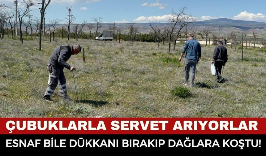 Kilosu 2 Bin TL’yi Buluyor! Doğada Adım Adım Servet Arayışı... Dolaman Mantarının Proteini Etten Daha Yüksek